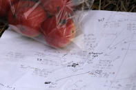 In this Oct. 28, 2019, photo, apples collected from an orchard at a remote homestead near Pullman, Wash., are shown next to detailed field notes made by David Benscoter, an amateur botanist with The Lost Apple Project, which has rediscovered at least 13 long-lost apple varieties in similar homestead orchards, remote canyons and windswept fields in eastern Washington and northern Idaho that had previously been thought to be extinct. (AP Photo/Ted S. Warren)