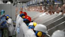 Workers process chickens on the production line at the Soanes Poultry factory near Driffield
