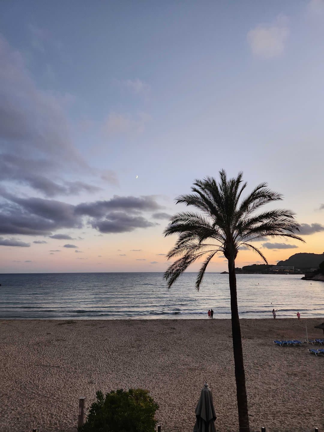 a tree on a beach