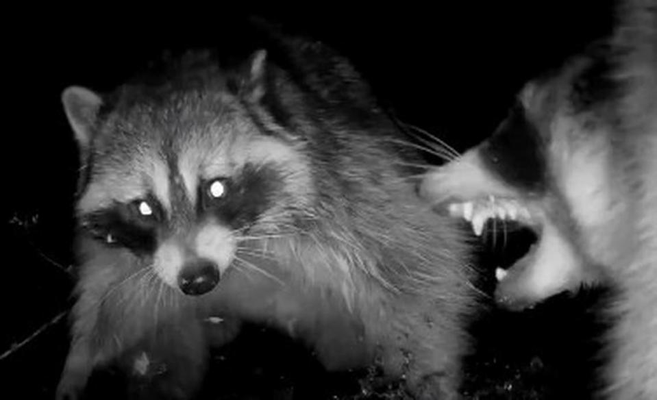 A trail cam in a Hartsel, Colorado, garden captures video of two raccoons fighting at night 