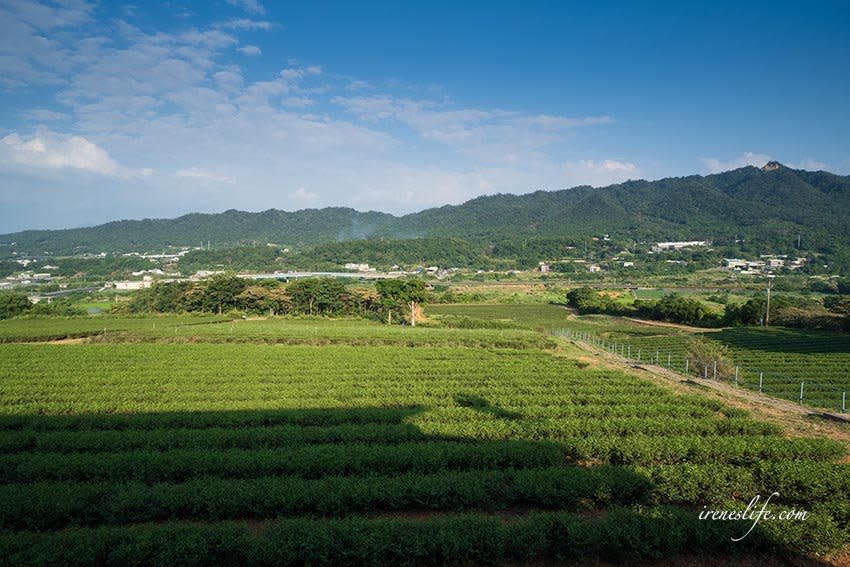 苗栗「銅鑼茶廠」