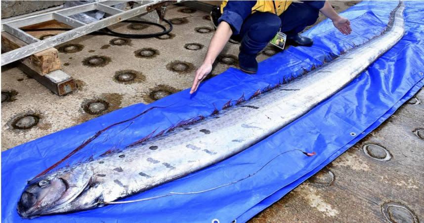 許多人認為在海邊看見皇帶魚（Oarfish）可能是大地震即將來臨的前兆。（圖／達志／美聯社）