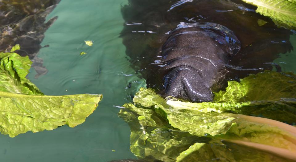 Recuperating juvenile manatees feast on Romaine lettuce. SeaWorld goes through 275 cases (24 heads per case) of Romaine lettuce a week to feed rescued and sick manatees in varying degrees of health.