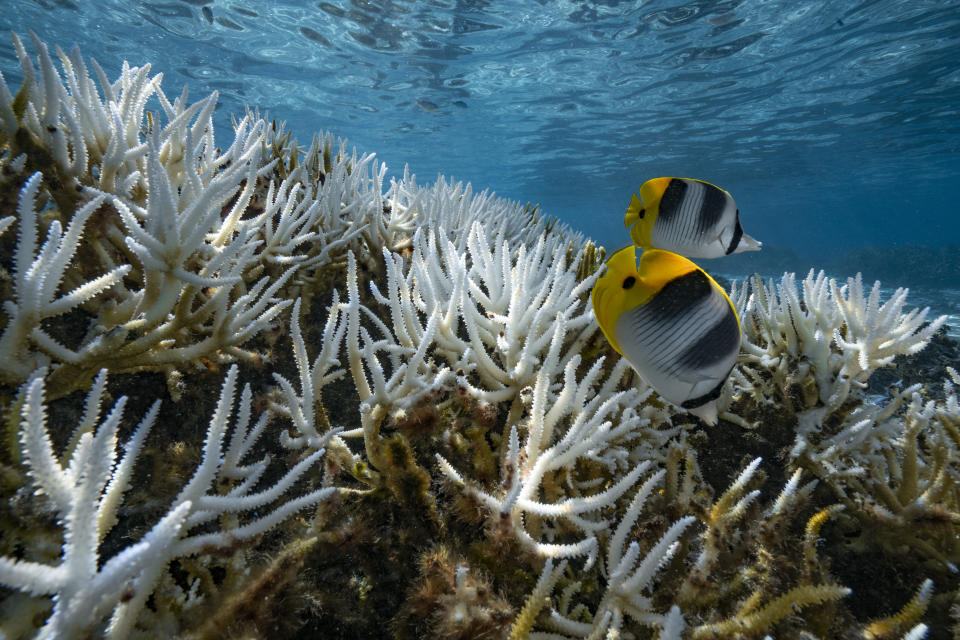 FRENCH POLYNESIA - SOCIETY ARCHIPELAGO - MAY 09: A view of major bleaching on the coral reefs of the Society Islands on May 9, 2019 in Moorea, French Polynesia.  Major bleaching is currently occurring on the coral reefs of the Society Islands in French Polynesia. The marine biologist teams of CRIOBE (Centre for Island Research and Environmental Observatory) are specialists in the study of coral ecosystems. They are currently working on “resilient corals”, The teams of PhD Laetitia Hédouin identify, mark and perform genetic analysis of corals, which are not impacted by thermal stress. They then produce coral cuttings which are grown in a “coral nursery” and compared to other colonies studying the resilience capacity of coral. (Photo by Alexis Rosenfeld/Getty Images).