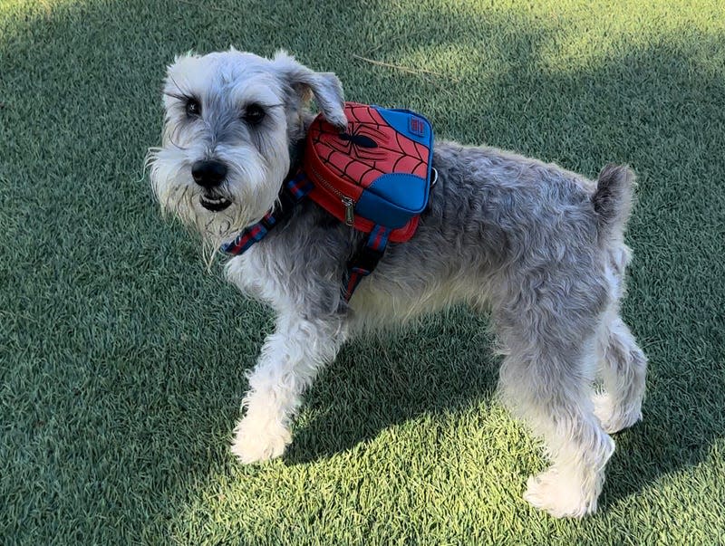 Loungefly Pets Marvel Spider-Man