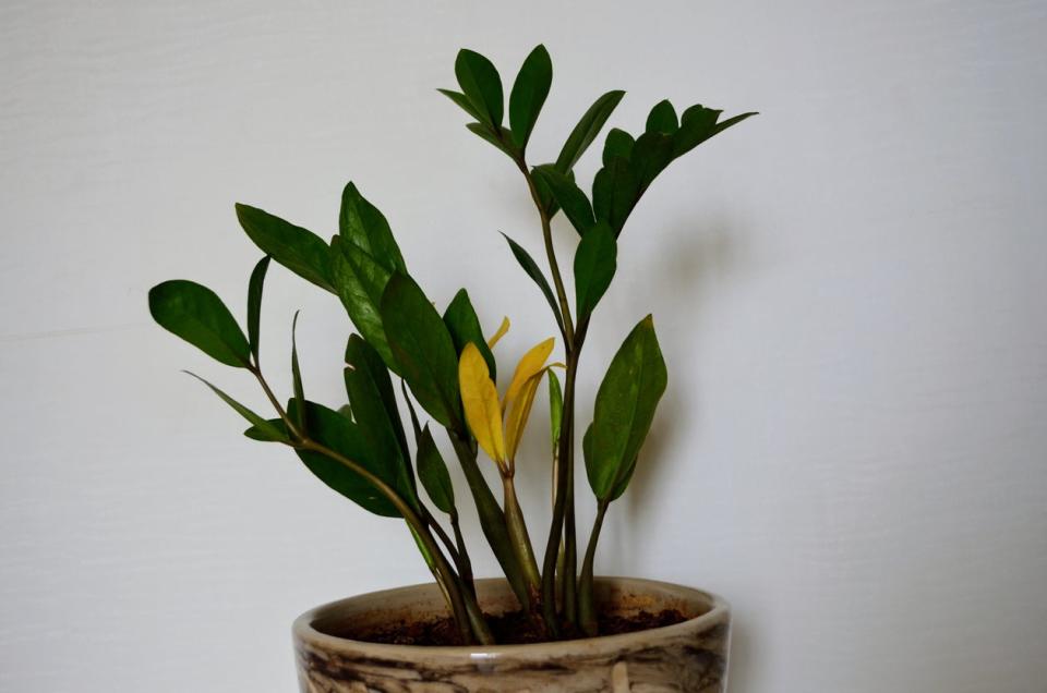 Zamioculcas zamiifolia plant with a few yellow leaves