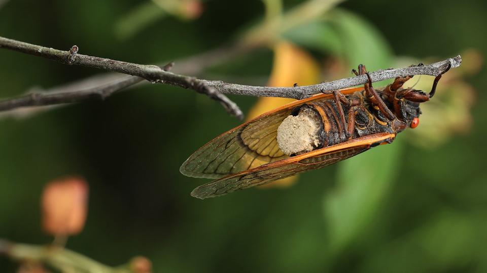 infected cicada