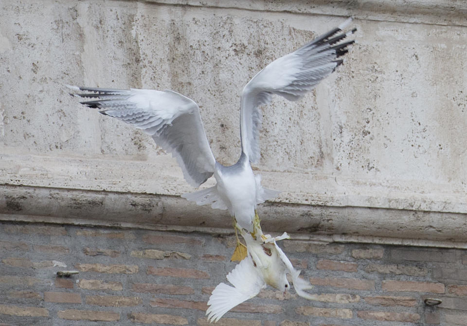 A dove which was freed by children flanked by Pope Francis during the Angelus prayer, is attacked by a seagull in St. Peter's Square, at the Vatican, Sunday, Jan. 26, 2014. Symbols of peace have come under attack at the Vatican. Two white doves were sent fluttering into the air as a peace gesture by Italian children flanking Pope Francis Sunday at an open studio window of the Apostolic Palace, as tens of thousands of people watched in St. Peter's Square below. After the pope and the two children left the windows, a seagull and a big black crow quickly swept down, attacking the doves, including one which had briefly perched on a windowsill on a lower floor. One dove lost some feathers as it broke free of the gull, while the crow pecked repeatedly at the other dove. The doves' fate was not immediately known. While speaking at the window, Francis appealed for peace to prevail in Ukraine. (AP Photo/Gregorio Borgia)