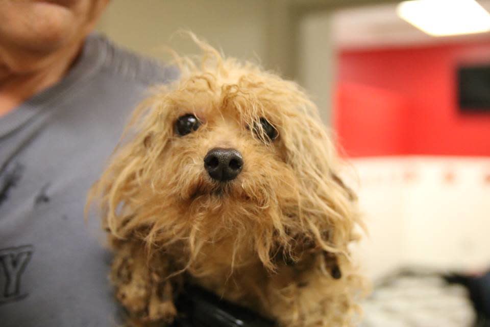 One of the dogs now in the are of the&nbsp;Atlanta Humane Society. Numerous animal shelters and rescue groups throughout Georgia and the surrounding area are now caring for the rescued dogs. (Photo: Atlanta Humane Society)