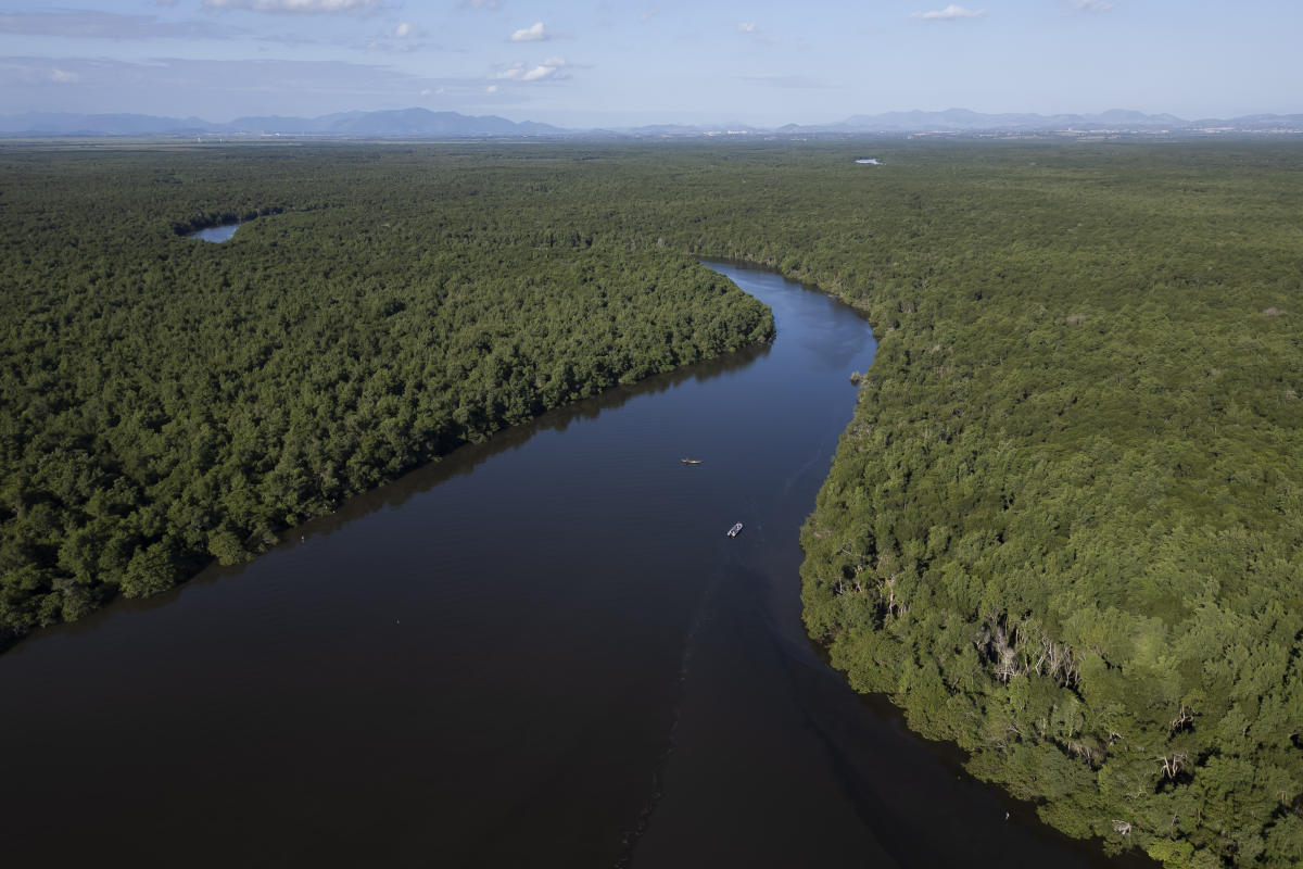 La reforestation de la baie de Rio de Janeiro montre le pouvoir des mangroves pour atténuer les catastrophes climatiques