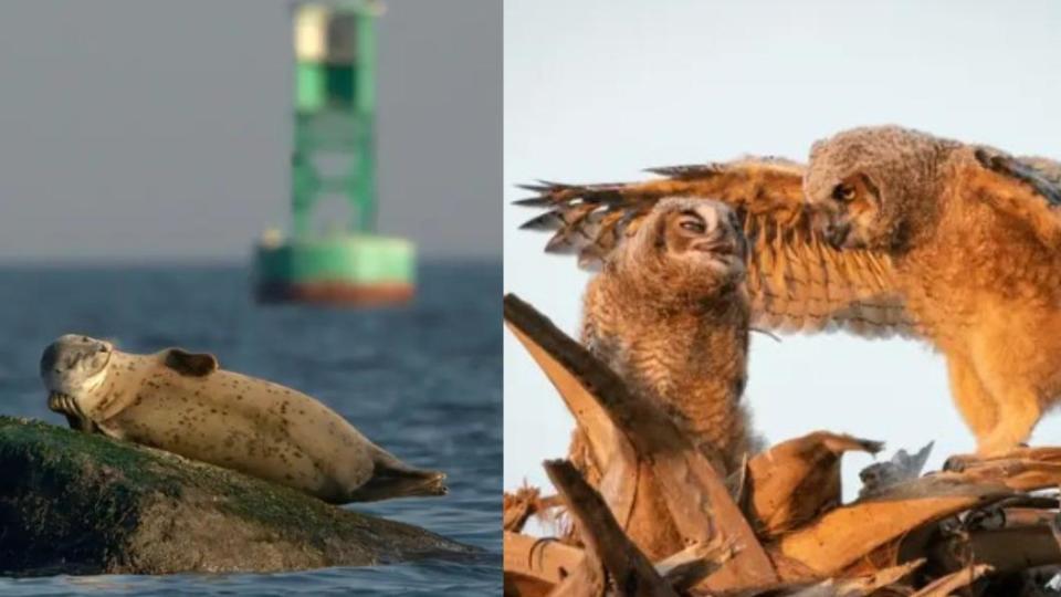 海豹：享受當下、貓頭鷹：滾回你的房間。（圖／翻攝自 搞笑野生動物攝影獎）