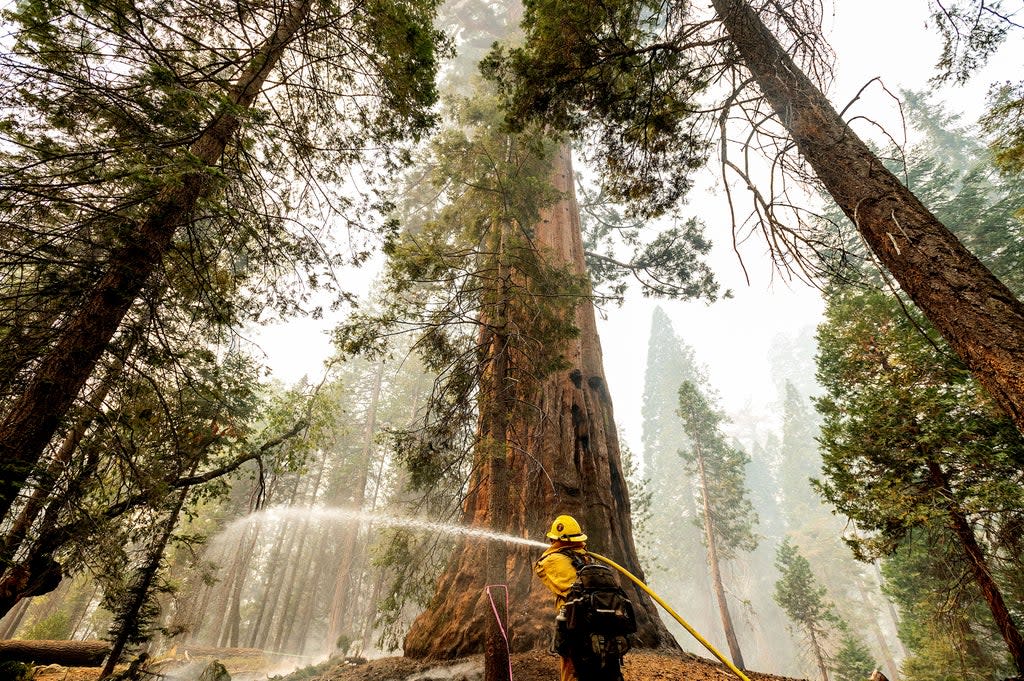 Western Wildfires (Copyright 2021 The Associated Press. All rights reserved.)