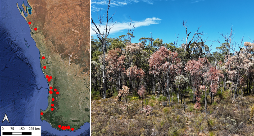 Left - a map showing areas where the great browning has affected forest. Right - trees at eye level impacted by the great browning.