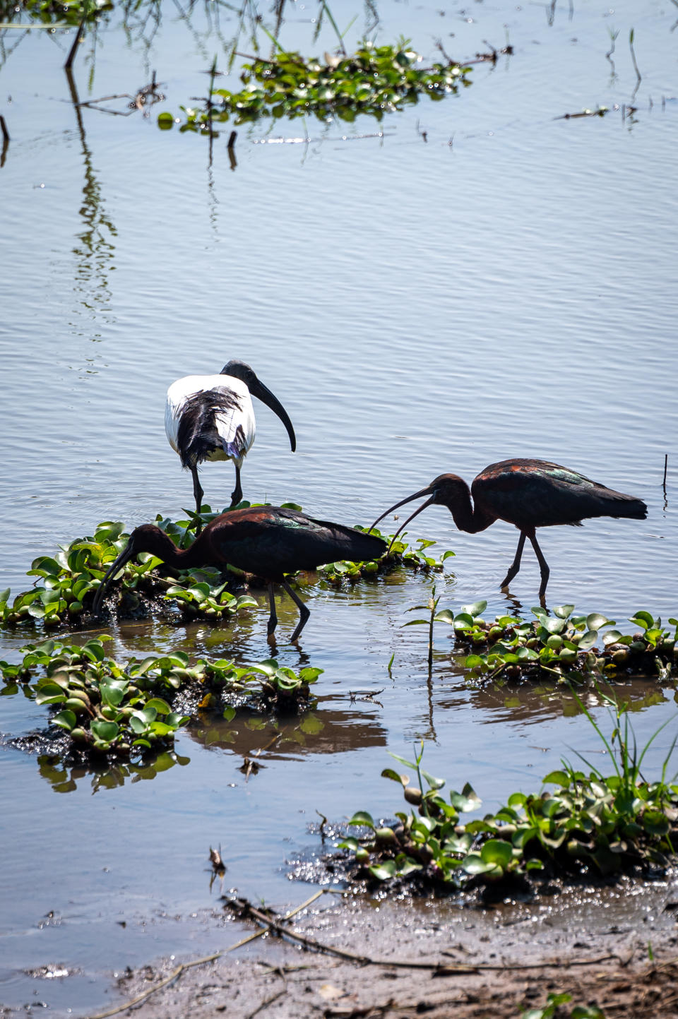 The park is home to a variety of birds, including storks. (Photo: Bryan Kow)