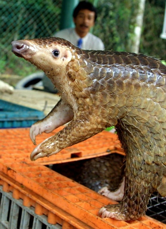 A pangolin can sell for anything between 10,000 rand ($730) to 80,000 rand ($5,800)