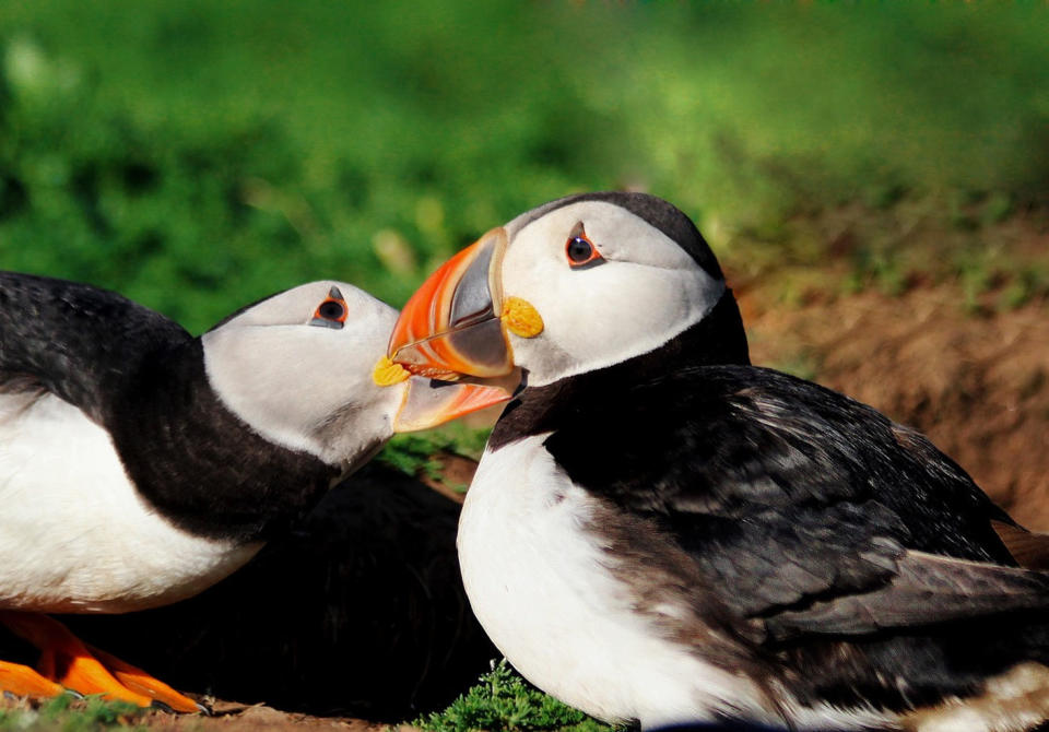 Puffin pairs, like this one, that follow similar migration routes breed more successfully the following season, research has found. <cite>Annette Fayet</cite>