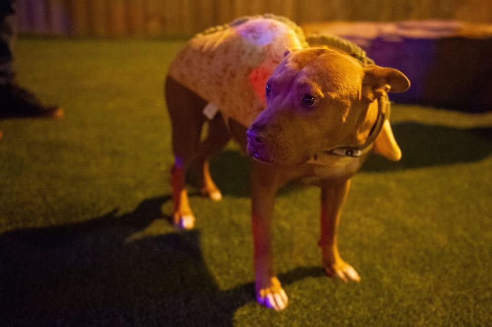 Scenes during The Bark and Boos halloween costume contest at 601 Lamar St. on Friday, Oct. 21, 2022.