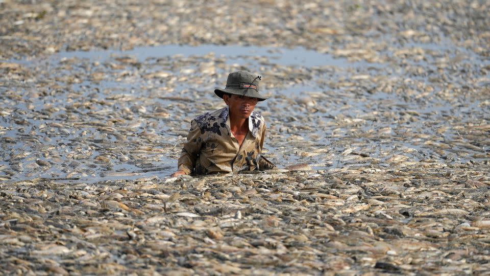 A fisherman deep in the reservoir collecting the dead fish surrounding him. - AFP/Getty Images