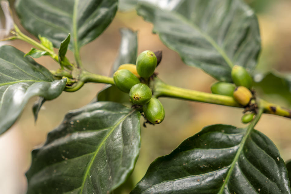 Coffee borer insects