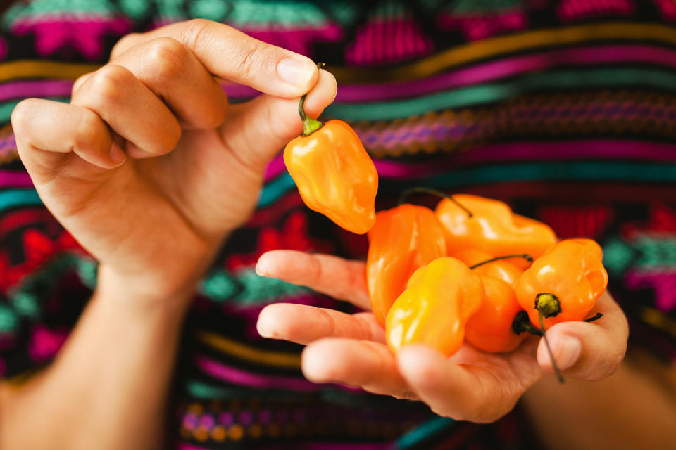 Más de 50% de la producción de chile habanero en México proviene de la península de Yucatán