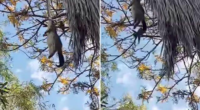 The lifeless possum gets dragged into the canopy. Source: YouTube