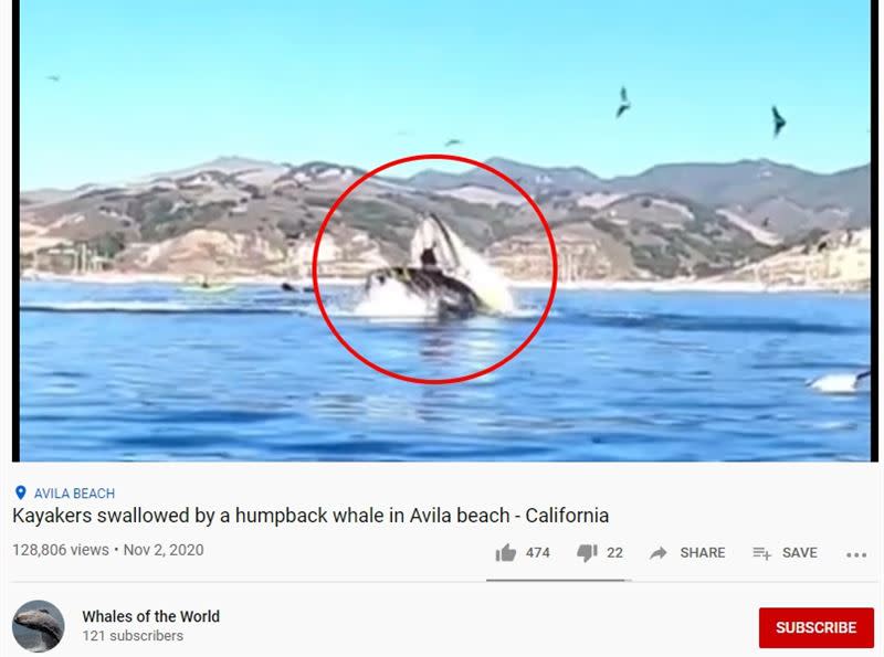 鯨魚突然浮出水面張開大嘴把遊客吞下。（圖／翻攝自《Whales of the World》YouTube頻道）