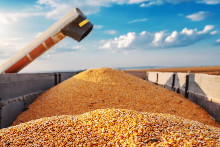 Machine for separating corn grains working on field and filling tractor trailer with corn. Autumn time. Husbandry concept.