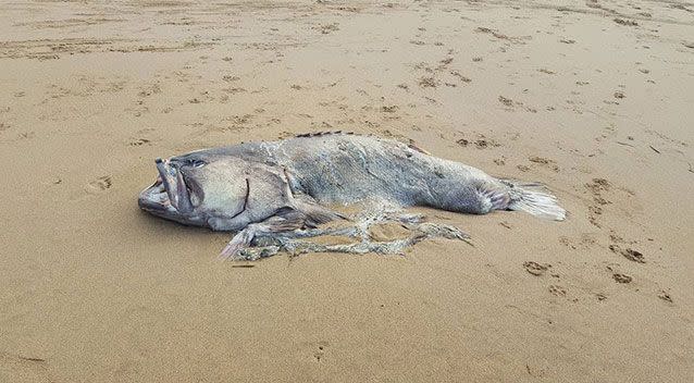 A couple discovered this fish on Moore Park Beach, north of Bundaberg. Source: Riley Lindholm