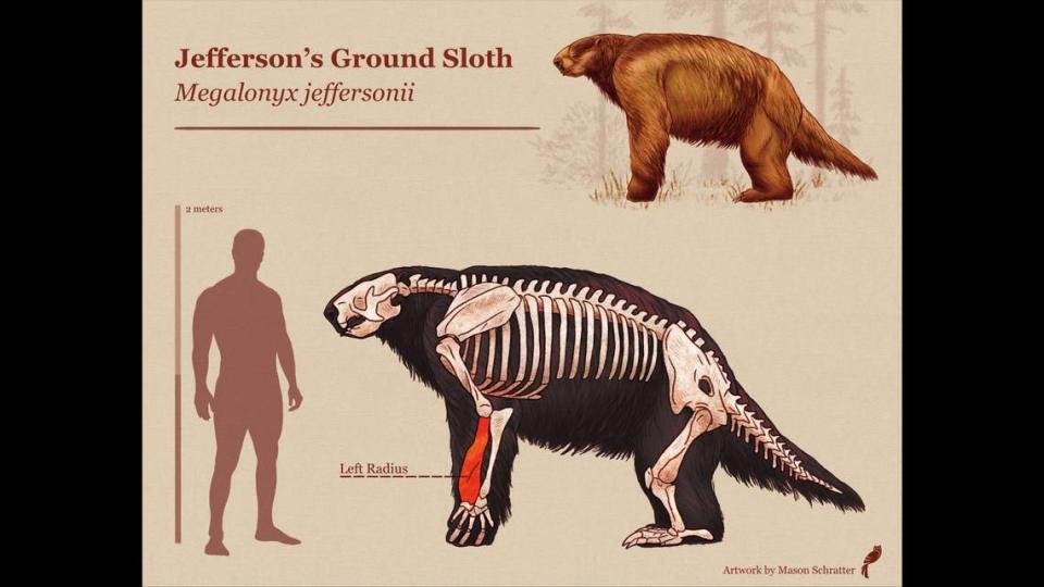 Jefferson’s ground sloths were “comparable to an ox in size,” growing up to 3 meters long and weighing between 2,200 and 2,425 pounds, the museum said. Artwork from Mason Schratter / Santa Cruz Museum of Natural History