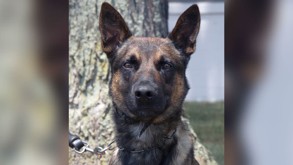 Yoda, a 4-year-old Belgian Malinois, participated in the apprehension of Danilo Cavalcante. - US Customs and Border Protection