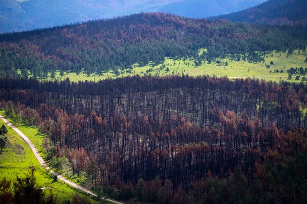 Pine trees remain blackened in an area of the Carson National Forest in northern New Mexico after a fire in April 2022.