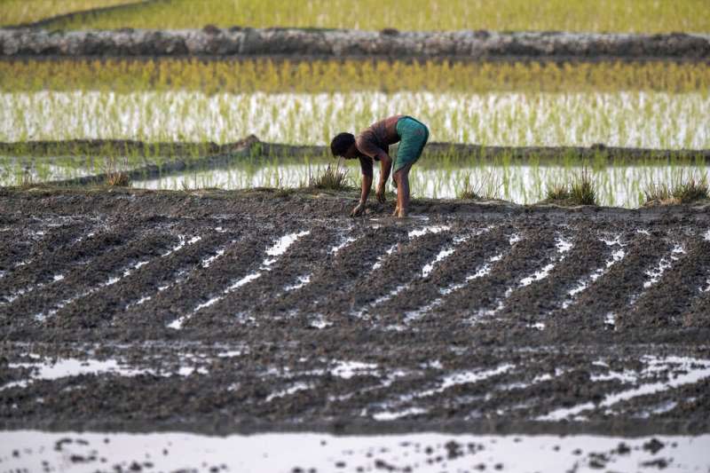 印度古瓦哈提市的農夫正在耕作。（美聯社）