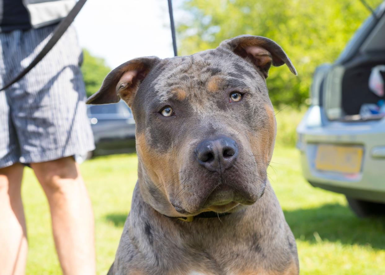 Front close up view of an American XL bully dog outdoors on a lead, without muzzle, being held by the owner. Dogs now classed as banned breed.