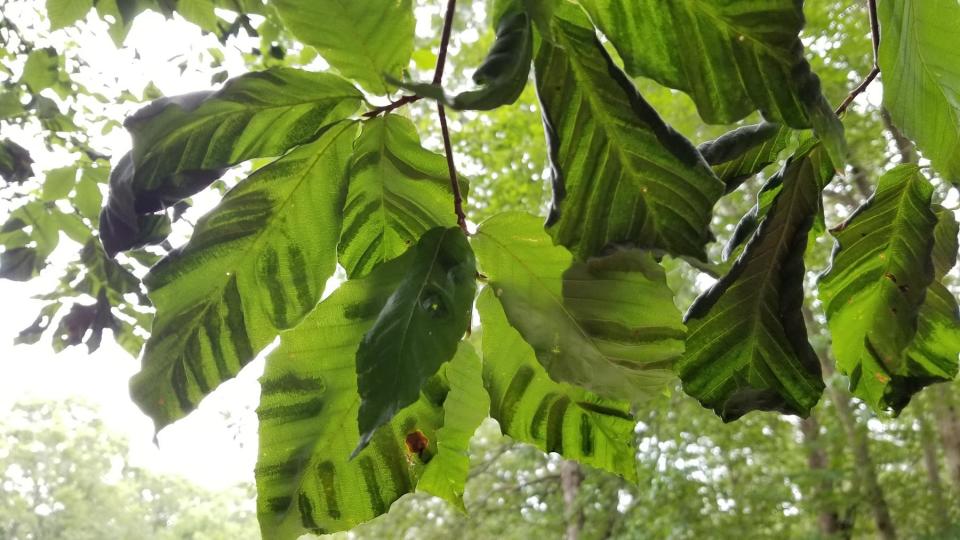 The dark bands on these beech leaves are an indication of beech leaf disease.