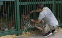 Natalia Popova, 50, pets a tiger at her animal shelter in Kyiv region, Ukraine, Thursday, Aug. 4, 2022. Popova, in cooperation with the animal protection organisation UA Animals, has already saved more than 300 animals from the war, 200 of them were sent abroad, and 100 found a home in most western regions of Ukraine, which are considered to be safer. (AP Photo/Efrem Lukatsky)