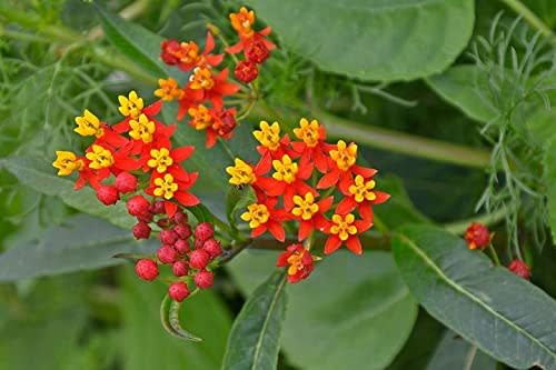 Tropical Milkweed Plant Live Red Milkweed Plant Asclepias Plant 12