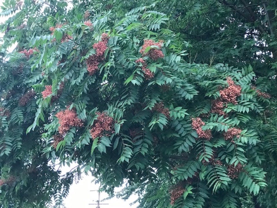 The invasive Tree of Heaven is the primary host for spotted lanternfly.