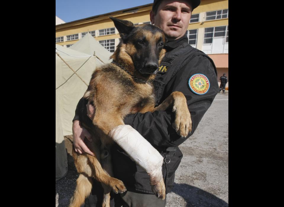 Roman Akisen carries Cip, a 5-year-old German shepherd who found 18-year-old Imdat Padak alive under the rubble of a collapsed building more than 100 hours after a magnitude 7.2 quake, in Ercis, Turkey, Oct. 28, 2011.