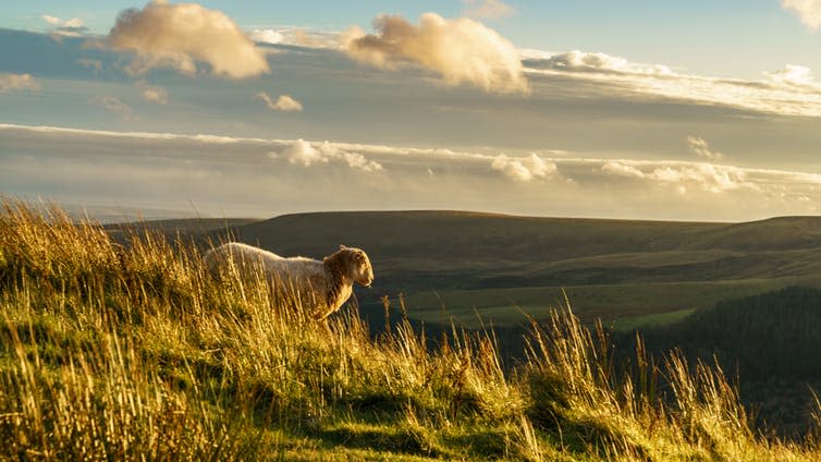 <span class="caption">The tranquil ideal of Mid Wales masks a dark history.</span> <span class="attribution"><a class="link " href="https://www.shutterstock.com/image-photo/sheep-evening-sun-near-treorchy-overlooking-789623251?src=lu_bI9KbadrM_lpn7zpLYg-1-6" rel="nofollow noopener" target="_blank" data-ylk="slk:www.shutterstock.com;elm:context_link;itc:0;sec:content-canvas">www.shutterstock.com</a></span>