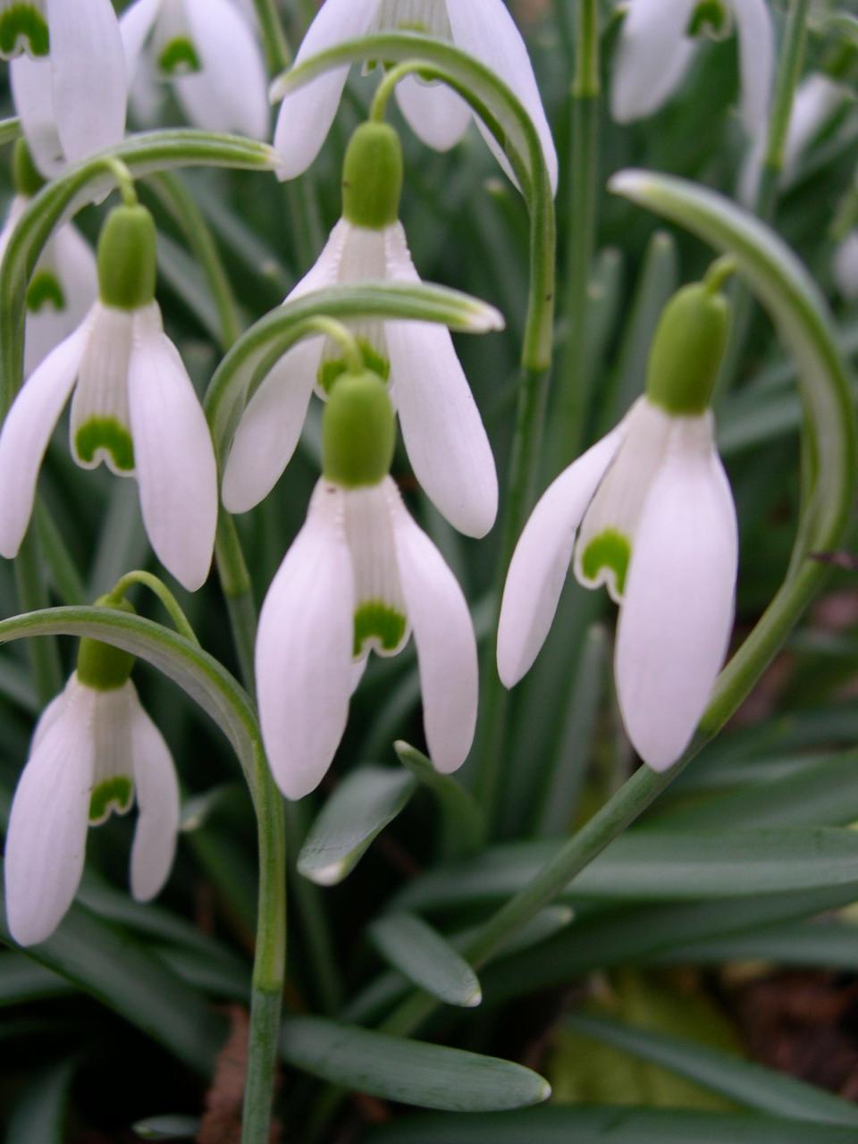 The low chill requirement of Snow Drops makes their bloom time vary widely in response to winter warm spells but once in bloom can withstand temperatures well below freezing.