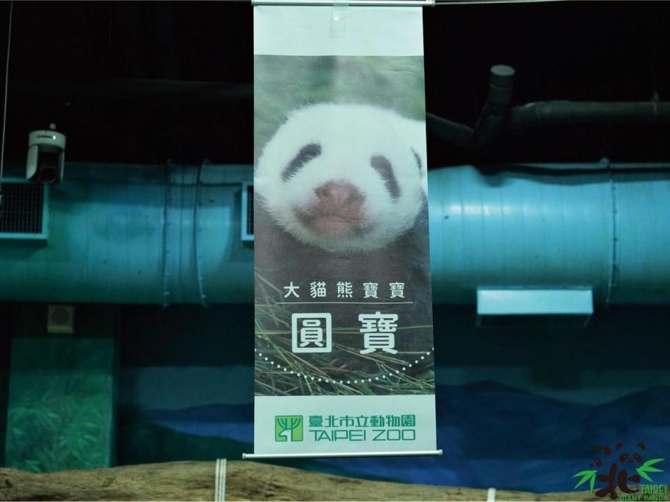 「圓仔妹」命名結果公布，「圓寶」以8,712票勝出。（台北市立動物園提供）