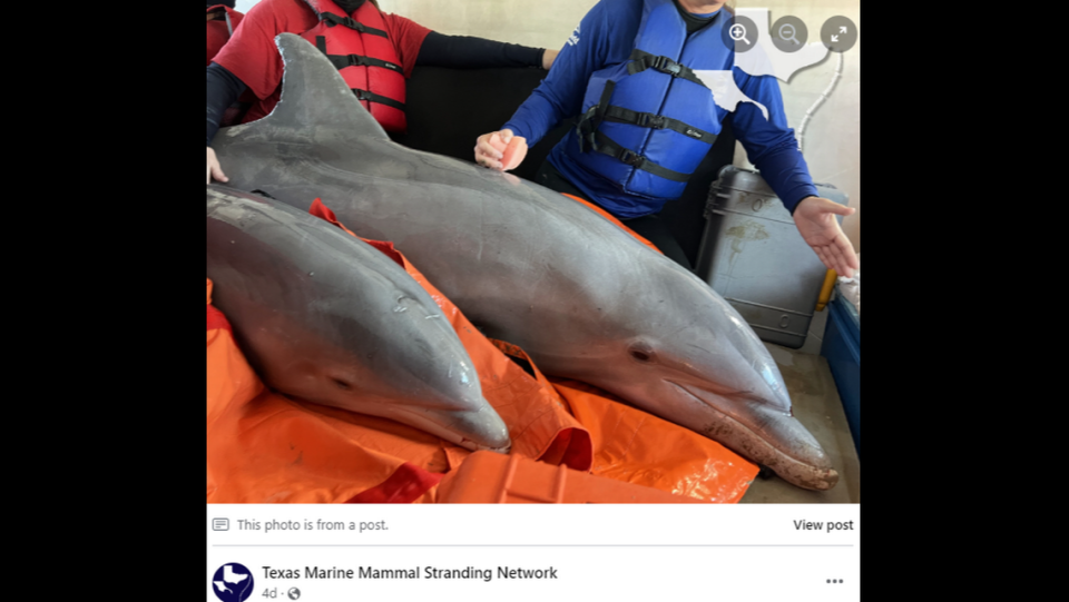 The dolphins, Jack and Jill, after being rescued.