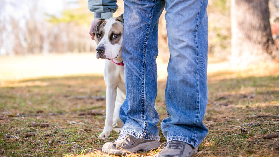 Anxious dog sits close to owner's legs