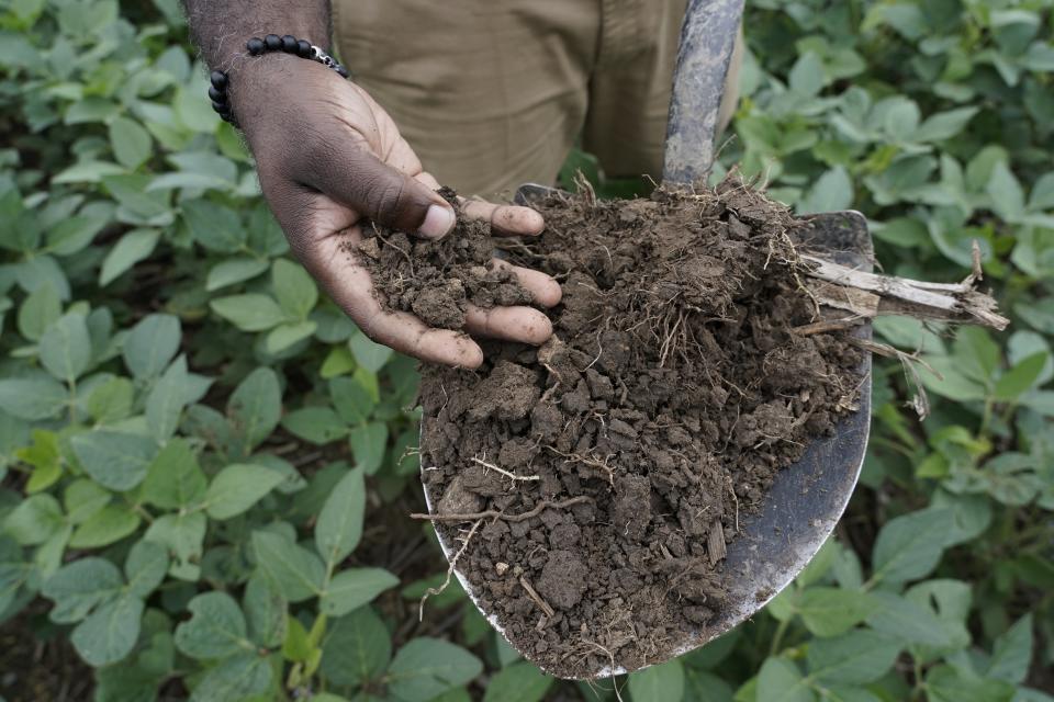 Shalamar Armstrong, profesor asociado de agronomía en la Universidad de Purdue sostiene una pala llena de tierra, el jueves 13 de julio de 2023 en Fowler, Indiana. (AP Foto/Joshua A. Bickel)