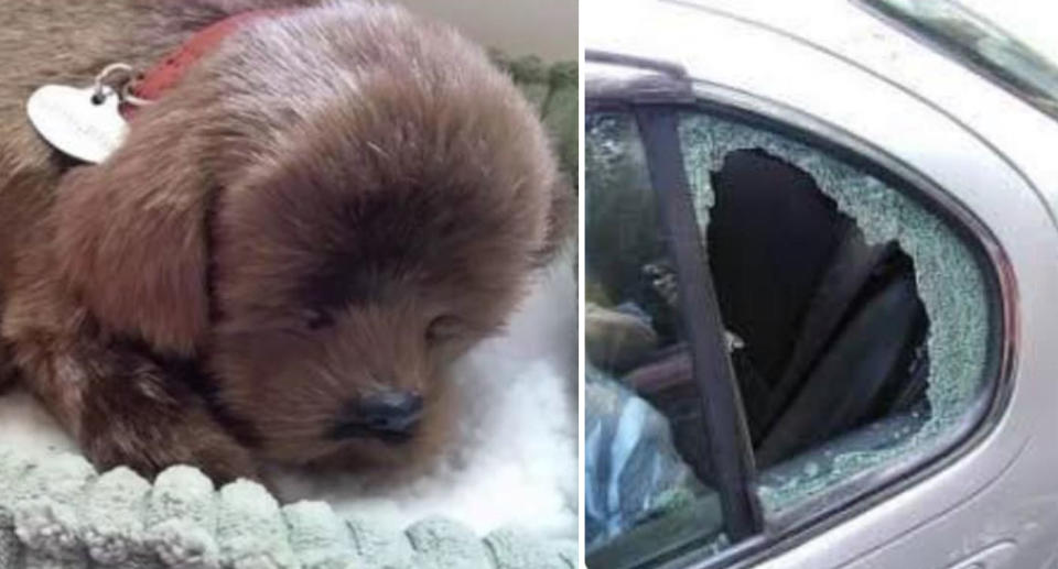 The toy dog pictured alongside the smashed window. Source: Facebook/ Spotted Weston-super-Mare