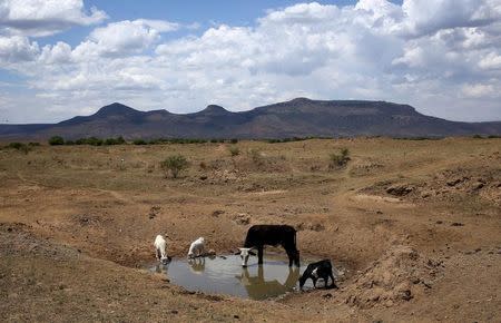 Livestock drink from a drying river outside Utrecht, a small town in the northwest of KwaZulu-Natal, South Africa, November 8, 2015. REUTERS/Siphiwe Sibeko