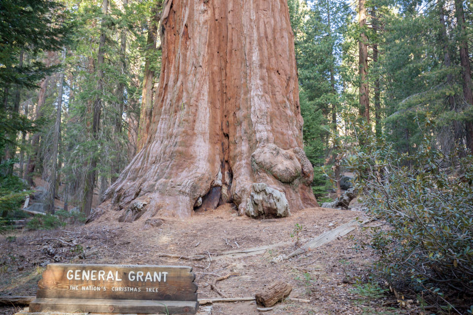 Trunk of the General Sherman tree located in  Sequoia National Park, California, USA, by volume, it is the largest known living single stem tree on Earth