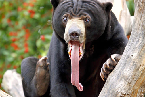 Ours soleil: on retrouve ce petit ours dans les forêts tropicales d'Asie du Sue-est. Son nom lui vient des tâches jaunes et oranges sur son pelage.