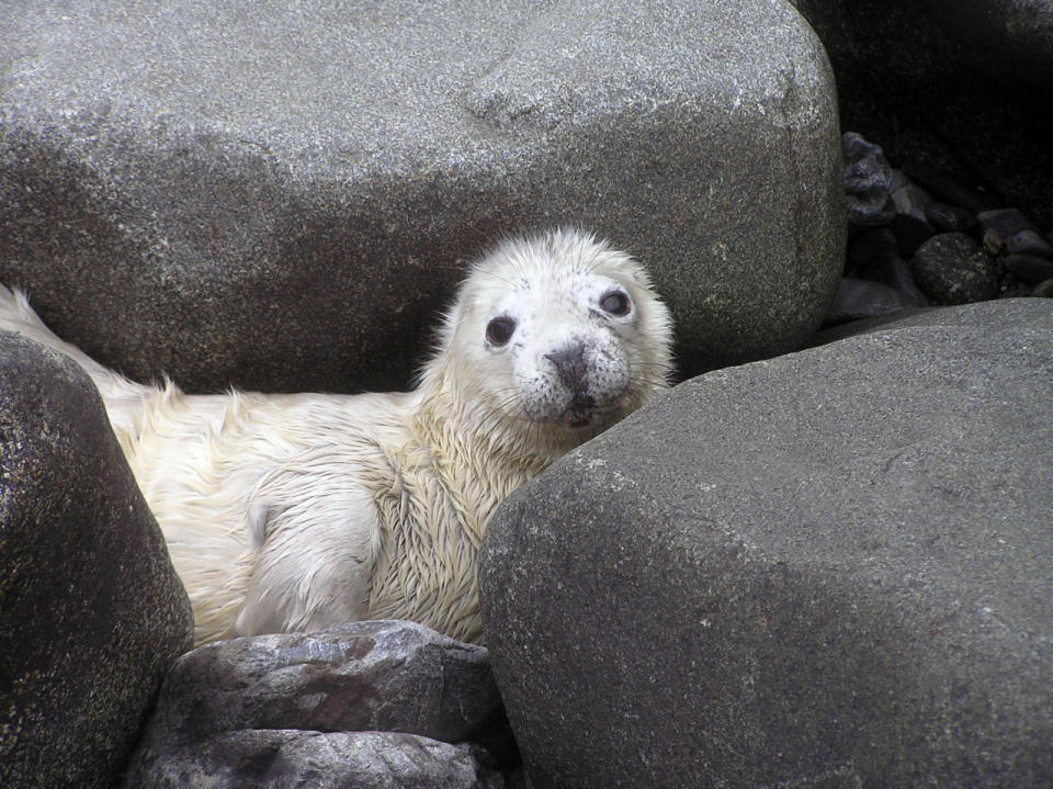 Seal Pups In Pembrokeshire 