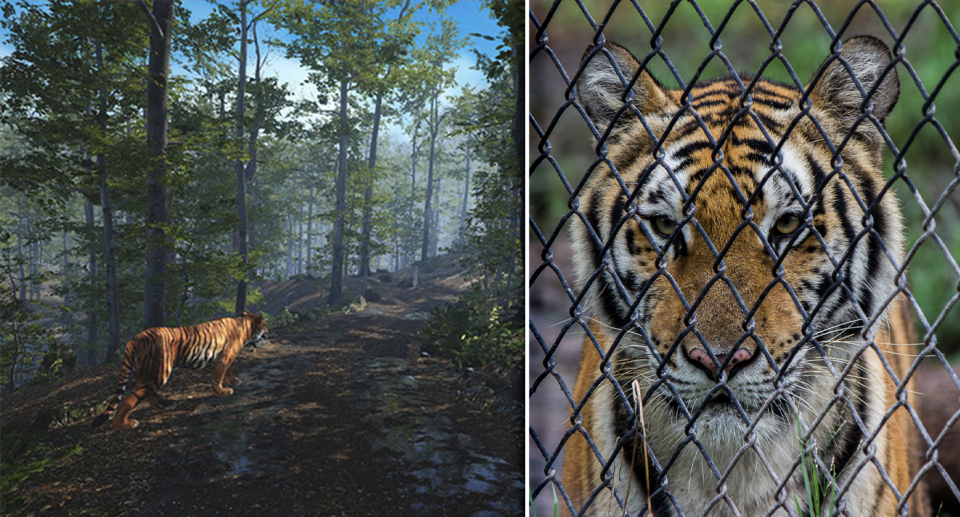 Left - virtual reality tiger screenshot. Right - Close up of a tiger behind wire.